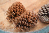 How Pine Cone Extract can benefit you