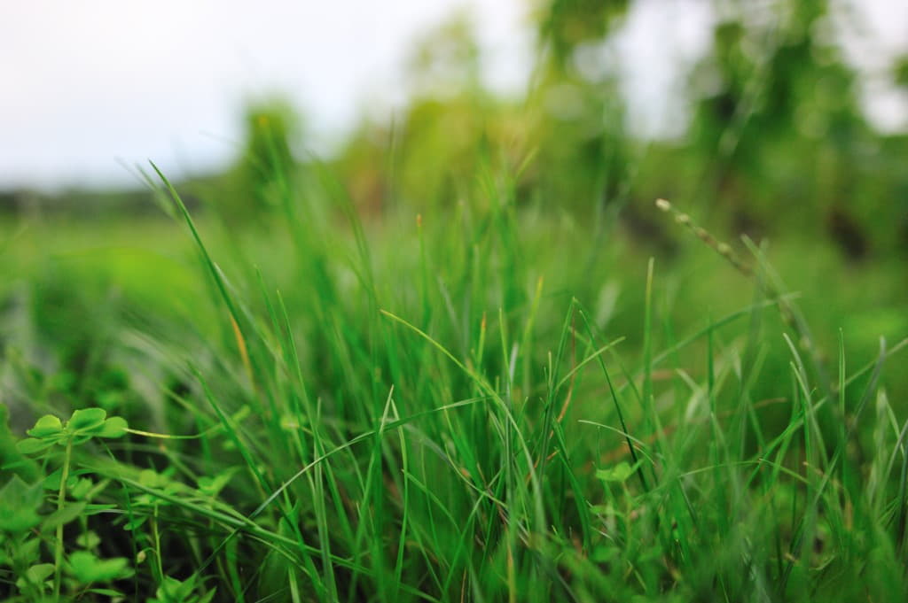 green planting with sky in the background