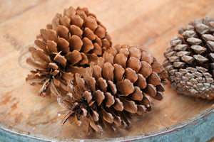 3 Pine Cones
