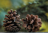 Why Are Pinecones Special?
